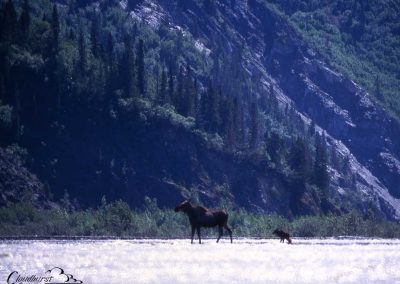Moose Calf’s First Steps at O’Conner